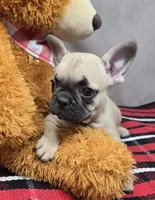 bryan, a male French Bulldog for sale in Donnellson, IA – Photo 1 of 3