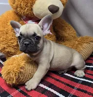 bryan, a male French Bulldog for sale in Donnellson, IA – Photo 3 of 3