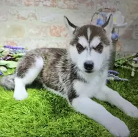 becky, a female Siberian Husky for sale in Donnellson, IA – 1 of 1