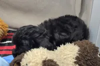 brenda, a female Miniature Bernedoodle for sale in Donnellson, IA – 2 of 3