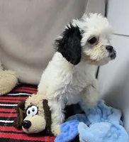 bert, a male Cavapoo for sale in Donnellson, IA – 4 of 5