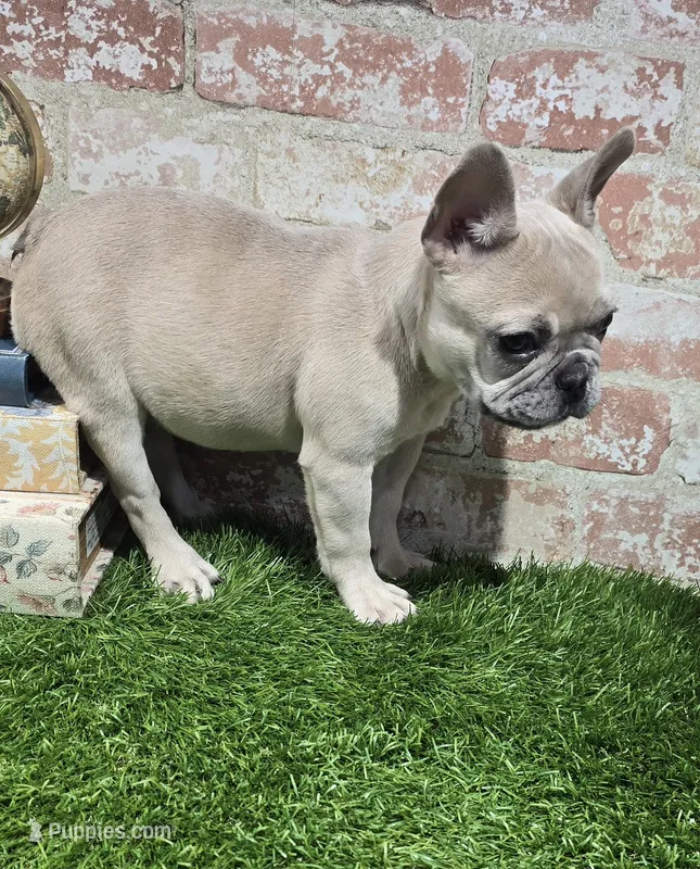 ivy – French Bulldog puppy for sale in Donnellson, IA