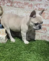 ivy, a female French Bulldog for sale in Donnellson, IA – 3 of 6