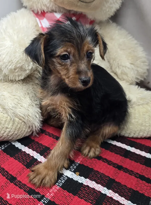 nadine – Yorkshire Terrier puppy for sale in Donnellson, IA