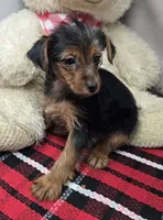 nadine, a female Yorkshire Terrier for sale in Donnellson, IA – 3 of 3