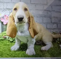 buford, a male Basset Hound for sale in Donnellson, IA – 1 of 1