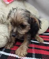 nugget, a male Yorkshire Terrier for sale in Donnellson, IA – 2 of 3
