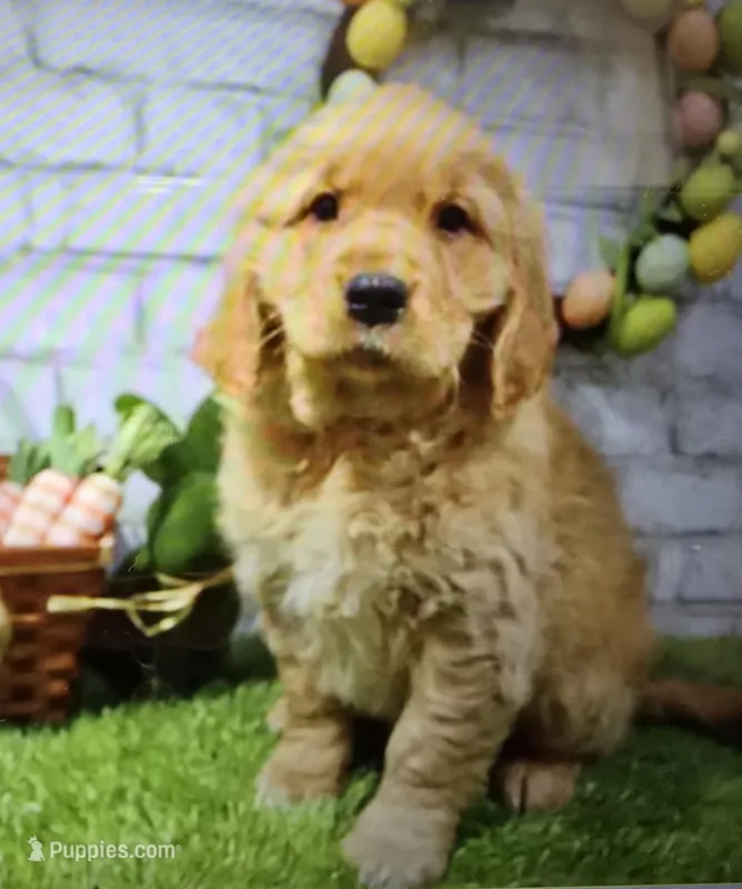 babs – Golden Retriever puppy for sale in Donnellson, IA