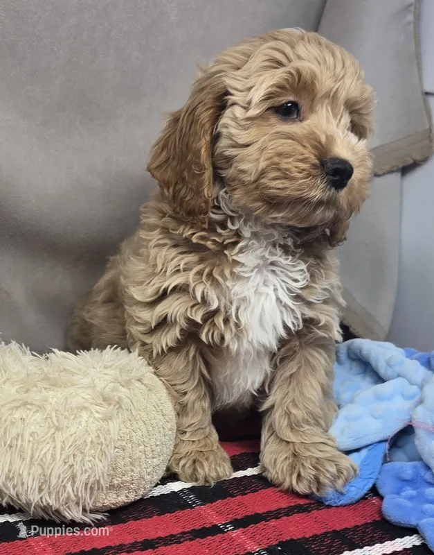barnry – Cockapoo puppy for sale in Donnellson, IA