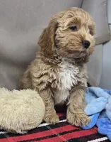 barnry, a male Cockapoo for sale in Donnellson, IA – 2 of 5