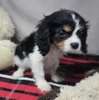 maddox, a male Cavalier King Charles Spaniel for sale in Donnellson, IA – 2 of 3
