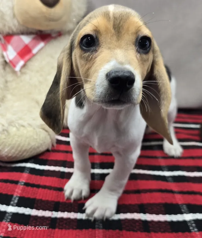ricky, a male Beagle for sale in Donnellson, IA – 1 of 5