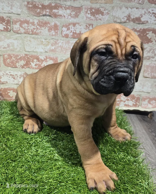 zeus – Bullmastiff puppy for sale in Donnellson, IA