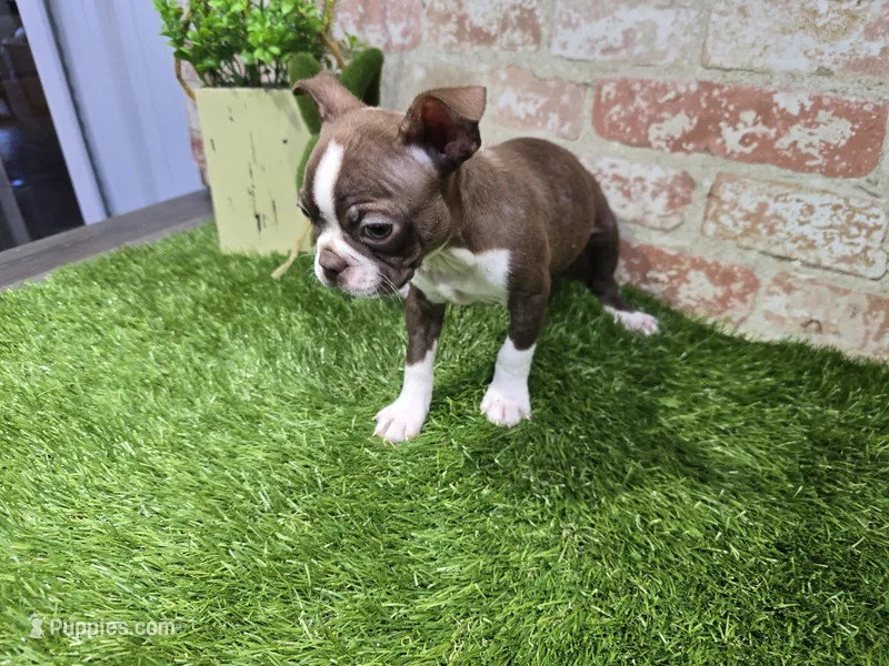 burt – Boston Terrier puppy for sale in Donnellson, IA