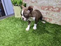 burt, a male Boston Terrier for sale in Donnellson, IA – 2 of 3