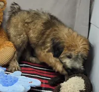 maggie, a female Soft Coated Wheaten Terrier for sale in Donnellson, IA – 2 of 4