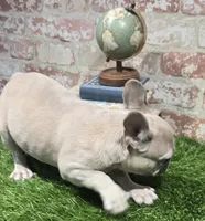 ivy, a female French Bulldog for sale in Donnellson, IA – 2 of 6