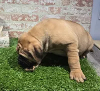 zeus, a male Bullmastiff for sale in Donnellson, IA – 2 of 6