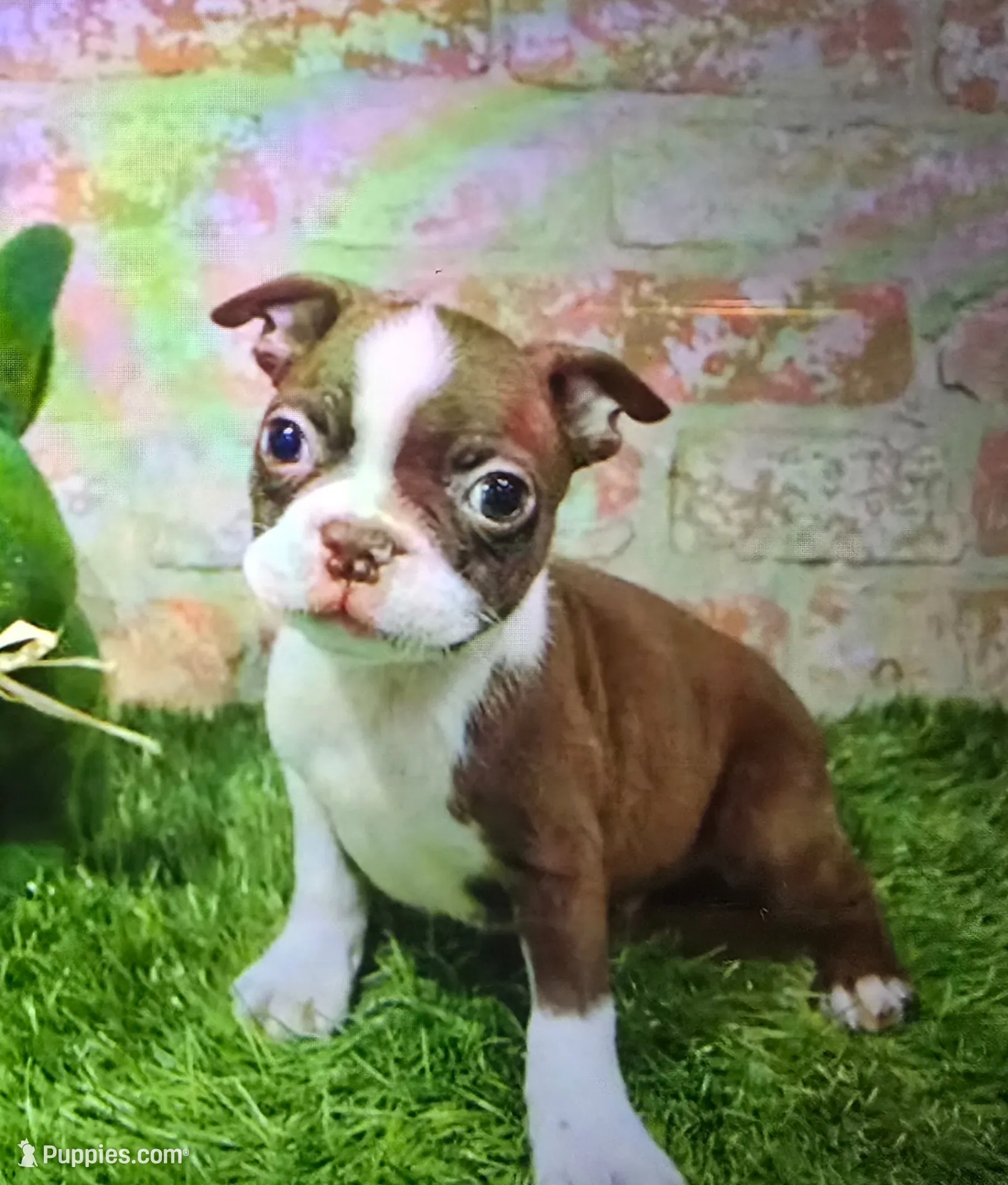 mike, a male Boston Terrier for sale in Donnellson, IA – 1 of 1