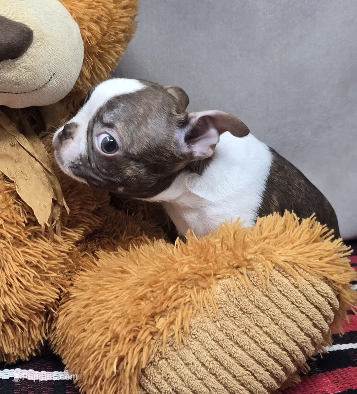 bosco – Boston Terrier puppy for sale in Donnellson, IA