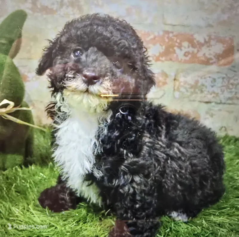 bosser – Poodle - Toy  puppy for sale in Donnellson, IA