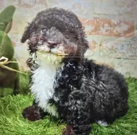 bosser, a male Poodle - Toy  for sale in Donnellson, IA – 1 of 1