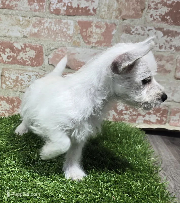 britney – West Highland White Terrier puppy for sale in Donnellson, IA