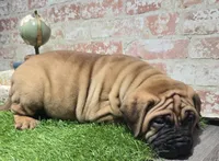 zeus, a male Bullmastiff for sale in Donnellson, IA – 3 of 6