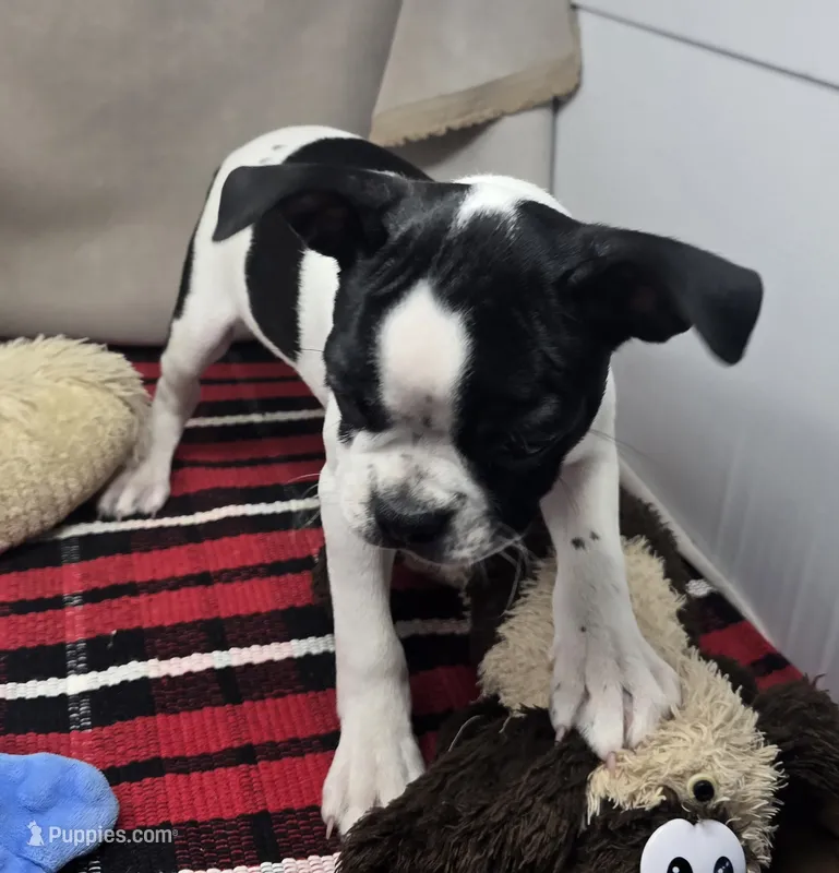 marylyn – Boston Terrier puppy for sale in Donnellson, IA