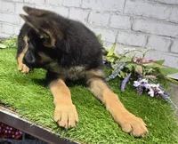 preppy, a male German Shepherd Dog for sale in Donnellson, IA – 3 of 5