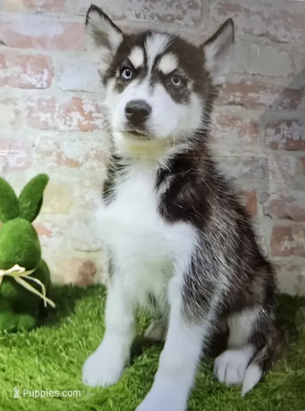 brice – Siberian Husky puppy for sale in Donnellson, IA