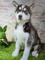 brice, a male Siberian Husky for sale in Donnellson, IA – 1 of 1