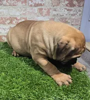 zeus, a male Bullmastiff for sale in Donnellson, IA – 5 of 6