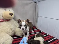 missi, a female Boston Terrier for sale in Donnellson, IA – 5 of 6