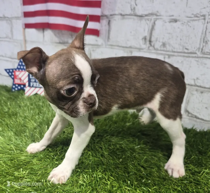 burt – Boston Terrier puppy for sale in Donnellson, IA