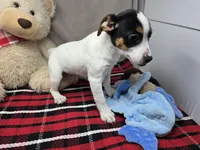 betsee, a female Jack Russell Terrier and Rat Terrier for sale in Donnellson, IA – 2 of 6