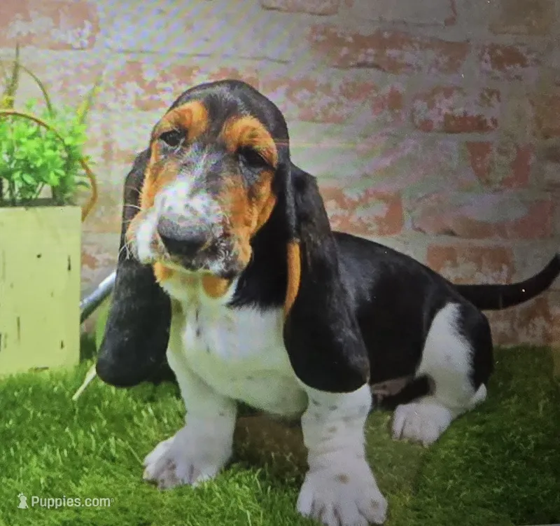 barnard – Basset Hound puppy for sale in Donnellson, IA