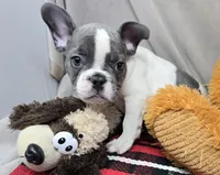 processed/03c23cfd-7357-4450-a9f0-8e1e43f6b93c/listing/590d8b16-79a2-4131-898c-e166acc94563/36e9c619-ccf5-4125-933f-e3c4ee80350c