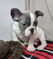 processed/03c23cfd-7357-4450-a9f0-8e1e43f6b93c/listing/590d8b16-79a2-4131-898c-e166acc94563/d9d00fa8-513a-42e9-ae10-35c766351e1c