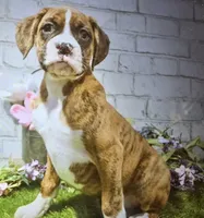 nancy, a female Boxer for sale in Donnellson, IA – 1 of 1