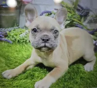 bella, a female French Bulldog for sale in Donnellson, IA – 2 of 5