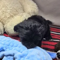 brenda, a female Miniature Bernedoodle for sale in Donnellson, IA – 3 of 3