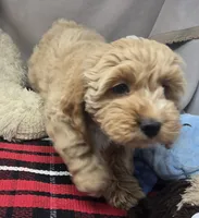 barnry, a male Cockapoo for sale in Donnellson, IA – 4 of 5