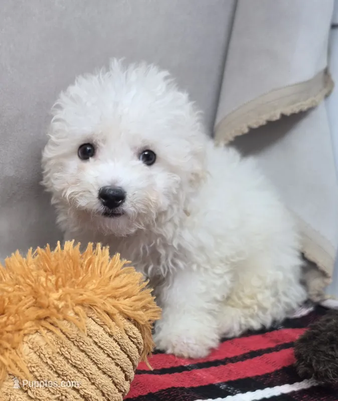 cameran – Bichon Frise puppy for sale in Donnellson, IA
