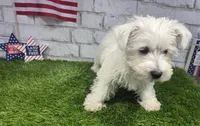 josh, a male West Highland White Terrier for sale in Donnellson, IA – 6 of 6