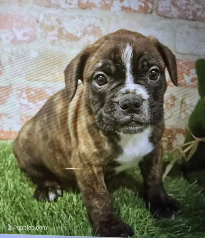 brent – French Bulldog, Bullmastiff puppy for sale in Donnellson, IA