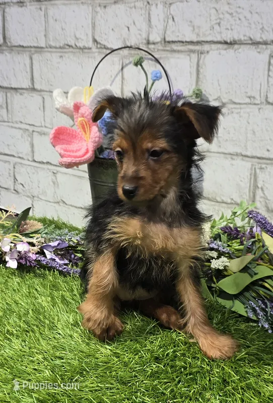 nadine – Yorkshire Terrier puppy for sale in Donnellson, IA