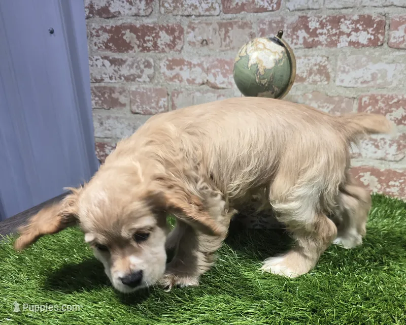 brock – Cockapoo puppy for sale in Donnellson, IA