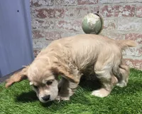 brock, a male Cockapoo for sale in Donnellson, IA – 4 of 5