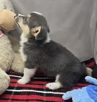 bryan, a male Pembroke Welsh Corgi for sale in Donnellson, IA – 4 of 5